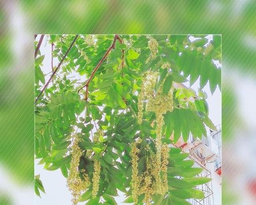 香椿树开花预示着什么意思？如何解读这一自然现象？