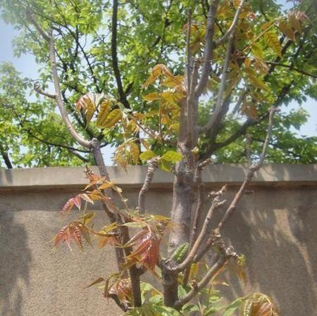香椿树开花预示着什么意思？如何解读这一自然现象？