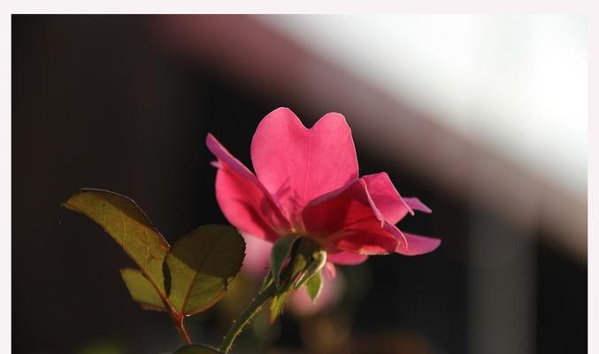 橡树的花语是什么？橡树在不同文化中有哪些含义？