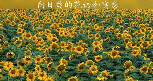 向日葵的花期是多久？向日葵的象征意义有哪些？
