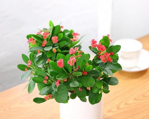 象征财富的植物有哪些？如何选择适合自己的财富植物？