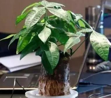 象征财富的植物有哪些？如何选择适合自己的财富植物？