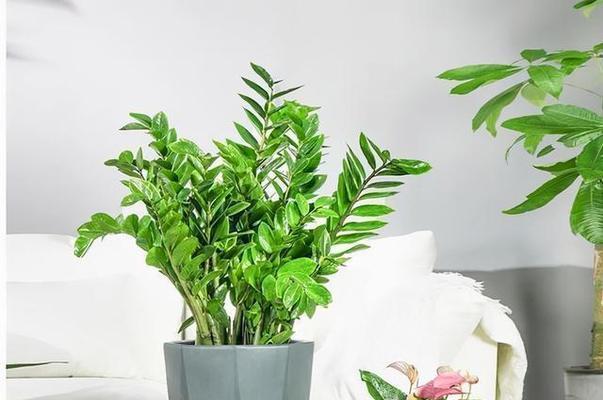 象征财富的植物有哪些？如何选择适合自己的财富植物？