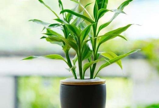 象征财运的植物有哪些？如何正确养护以招财进宝？