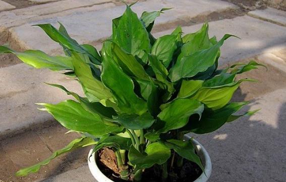 象征财运的植物有哪些？如何正确养护以招财进宝？