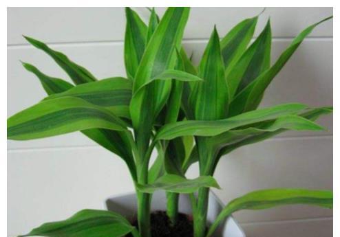 象征财运的植物有哪些？如何正确养护以招财进宝？