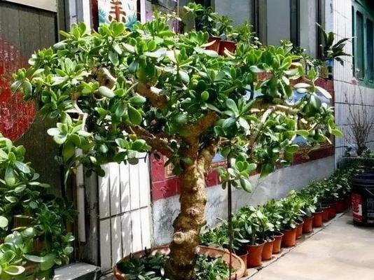 象征长寿的植物有哪些？它们的寓意和特点是什么？