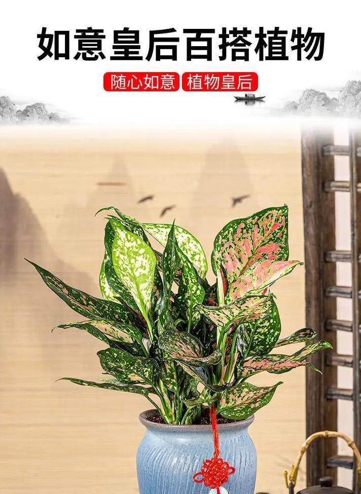 象征长寿的植物有哪些？它们的寓意和特点是什么？