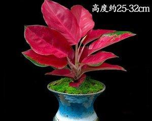 象征长寿吉祥如意的植物有哪些？如何在家中摆放这些植物？