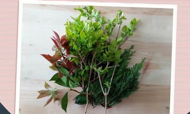 象征传承的植物有哪些？它们各自代表了什么意义？
