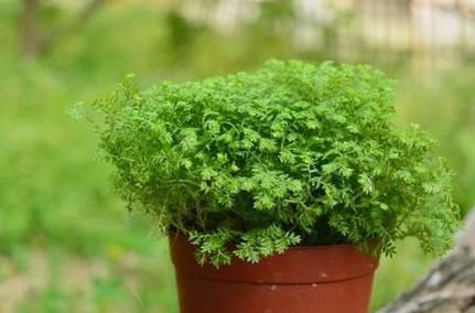 象征传承的植物有哪些？它们各自代表了什么意义？