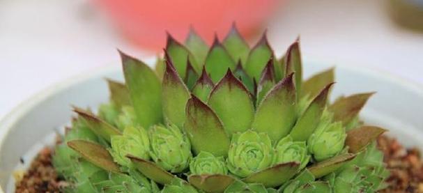 象征纯洁爱情的植物有哪些？它们各自代表什么含义？