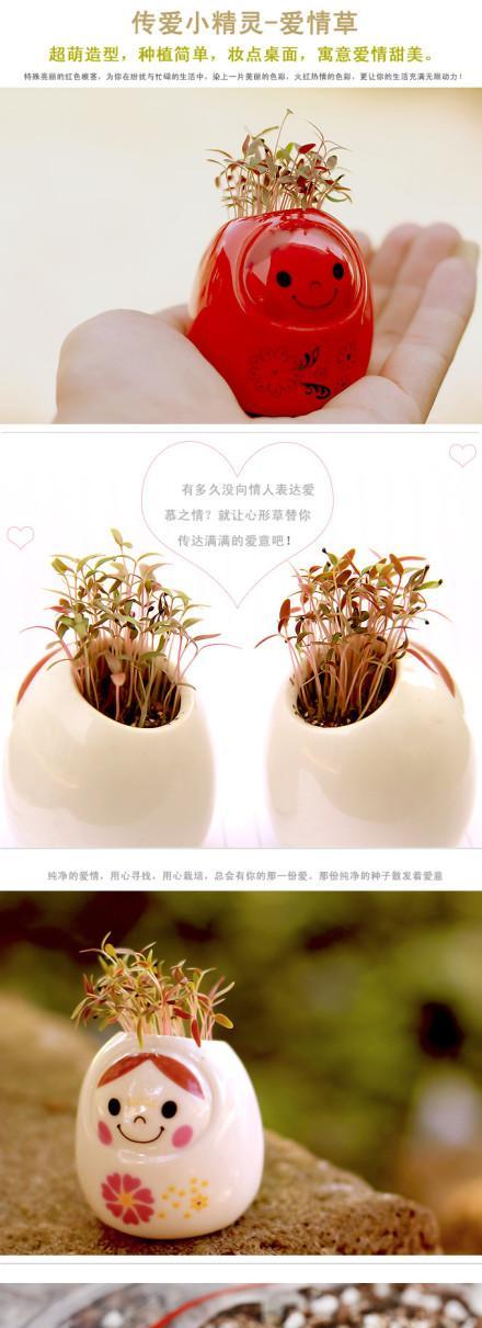 象征纯洁爱情的植物有哪些？它们各自代表什么含义？