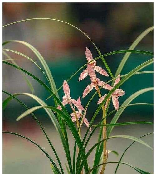 象征纯洁的植物有哪些？它们各自代表什么含义？