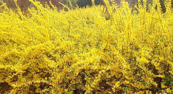 象征独立勇敢的植物有哪些？如何在家中种植和养护？