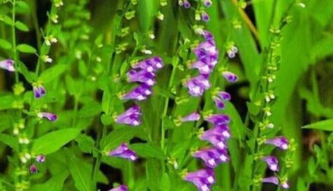 象征独立勇敢的植物有哪些？如何在家中种植和养护？