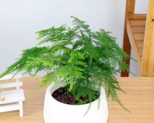 象征好运的植物有哪些？如何在家中摆放以招财纳福？