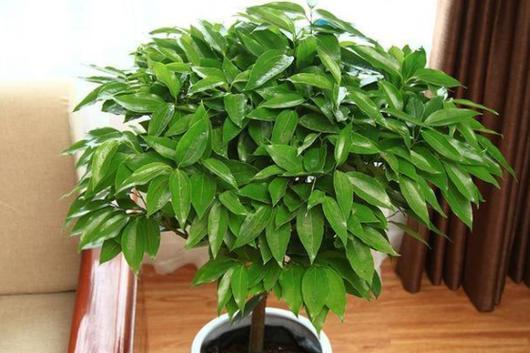 象征吉祥富贵的植物有哪些？它们各自代表什么含义？