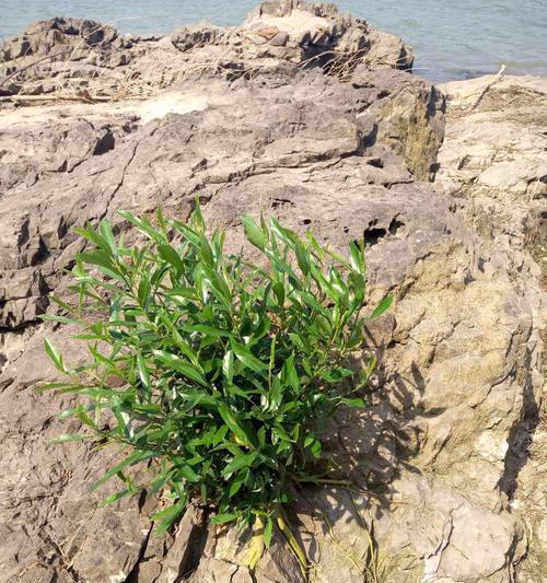 象征坚韧不拔的植物有哪些？它们各自有何特点？