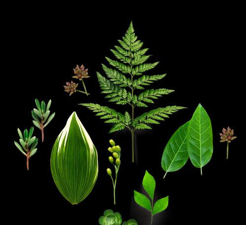 象征绿色环保的植物有哪些？它们的环保特性是什么？