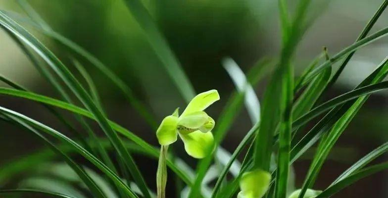 象征清廉的植物有哪些？它们的寓意和特点是什么？