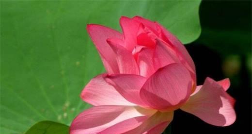 象征清廉的植物有哪些？它们的寓意和特点是什么？