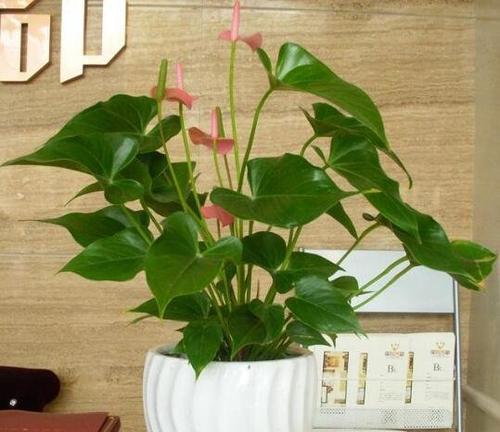 哪些植物象征事业步步高升？如何在办公室摆放这些植物？