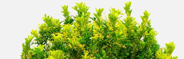 象征希望的植物有哪些？它们各自代表什么含义？