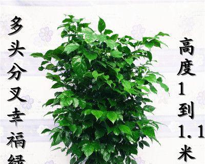 象征幸福的植物有哪些？它们各自代表什么含义？
