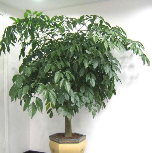 象征幸福的植物有哪些？它们各自代表什么含义？