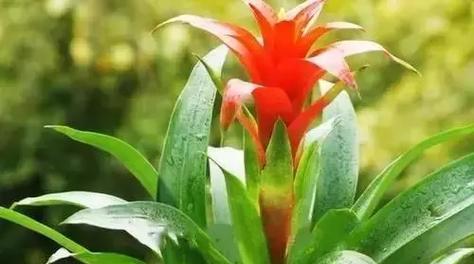 象征幸运的植物有哪些？它们各自代表什么含义？