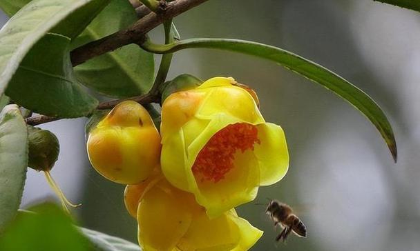 象征责任与担当的植物有哪些？它们各自代表什么含义？