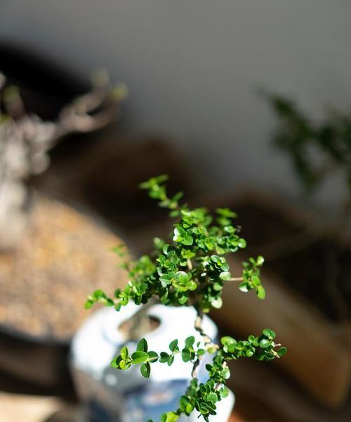 象征智慧的植物有哪些？它们各自代表什么含义？