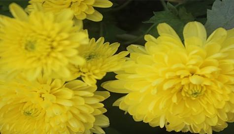 小菊花花语代表什么意思？如何正确解读小菊花的含义？