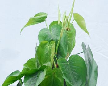 心叶藤的花语是什么？它有哪些独特价值？