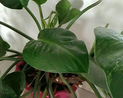 心叶藤的花语是什么？它有哪些独特价值？