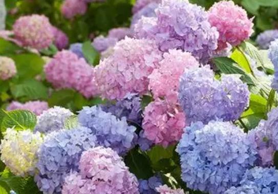 绣球花花语是什么意思？绣球花代表了哪些含义？