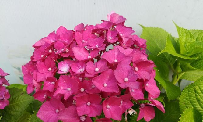 绣球花的寓意及象征？绣球花花语有哪些含义？