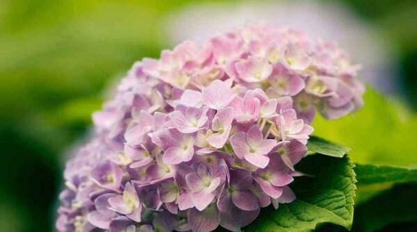 绣球花的寓意及象征？绣球花花语有哪些含义？