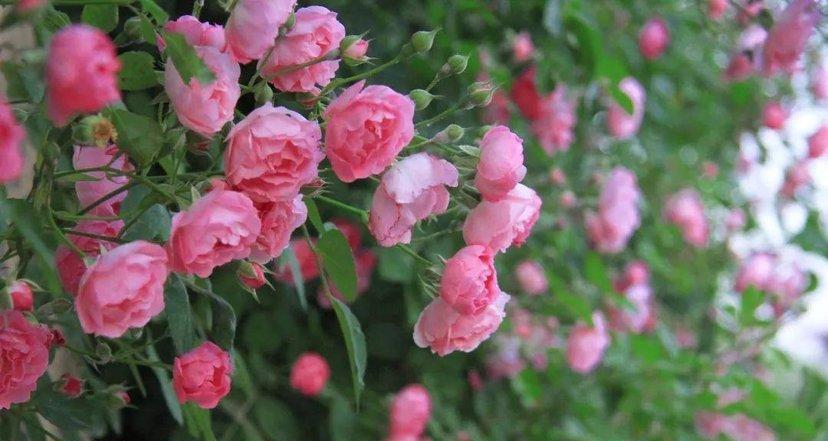 岩蔷薇花语是什么？它代表了哪些意义？