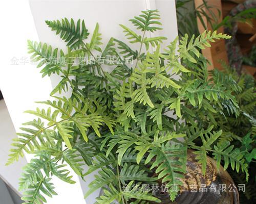 羊齿的花语是什么意思？羊齿的含义有哪些常见问题？