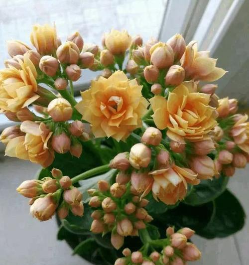 养花积水是什么意思？如何正确处理植物积水问题？