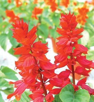 一串红花语代表什么意思？如何正确解读一串红的花语含义？