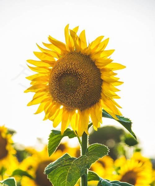 一朵向日葵花代表什么意思？向日葵花语有哪些常见问题解答？