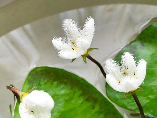 一叶莲代表什么？一叶莲的花语有哪些含义？