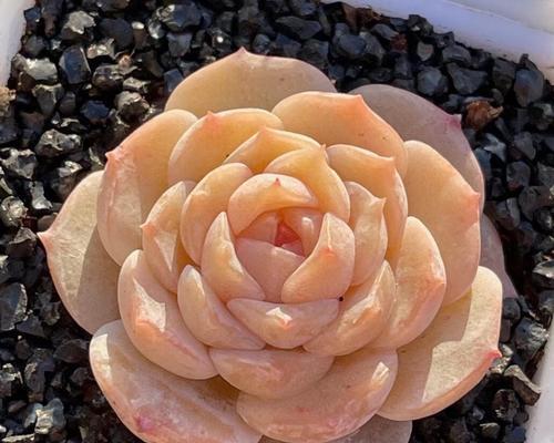 以爱为名的多肉植物有哪些？它们的爱情寓意是什么？