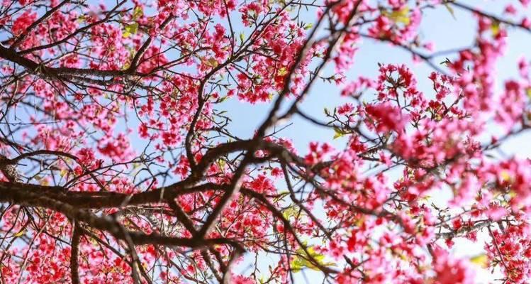 樱花代表的生肖是哪个？樱花象征的生肖有哪些特点？