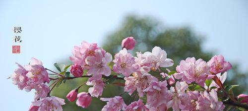 樱桃花代表什么意思？樱桃花的象征意义有哪些？