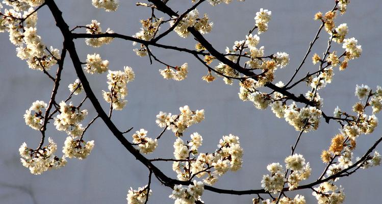 樱桃花代表什么意思？樱桃花的象征意义有哪些？
