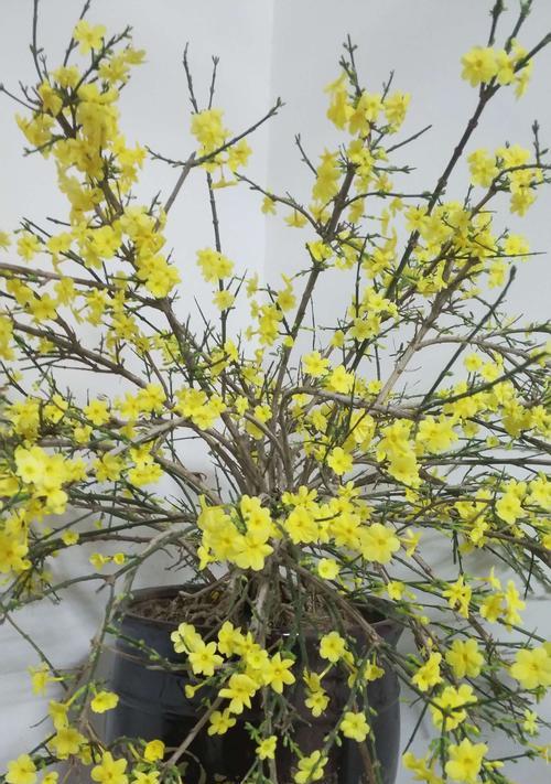迎春花是什么？它代表了哪些意义？